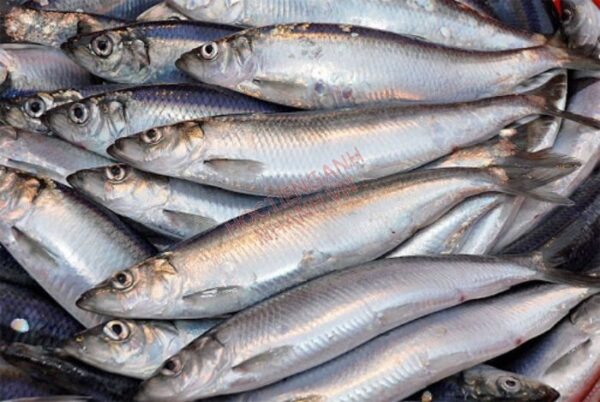 Cá trích (Herring)