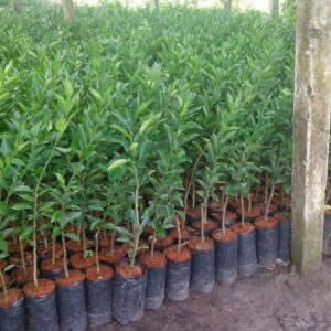 Cây giống, cây trồng